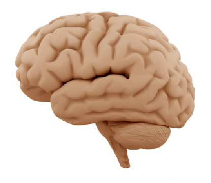 Gehirn1